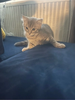 katar  zum abgeben 