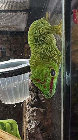 0.1 Phelsuma grandis Taggecko  Bild 2