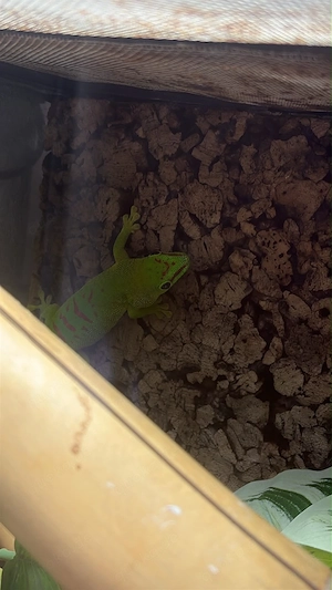 0.1 Phelsuma grandis Taggecko  Bild 3