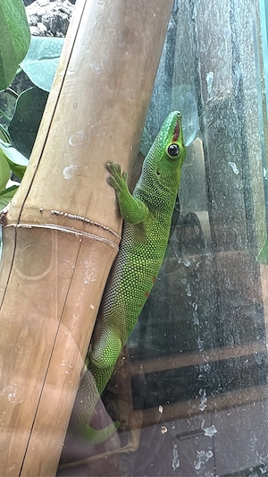 0.1 Phelsuma grandis Taggecko  Bild 4