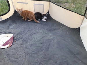 2 süsse verspielte Kater suchen noch ihr Zuhause 