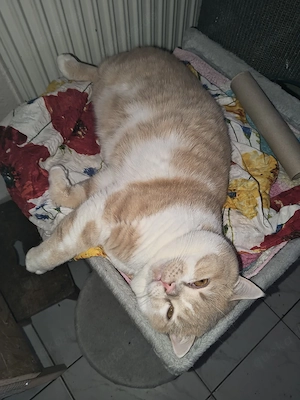 BKH Britisch Kurzhaar Kater