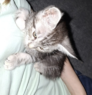 1 Britisch Kurzhaar Maine Coon Kater Mix sitzt auf gepackten Koffern abholbereit
