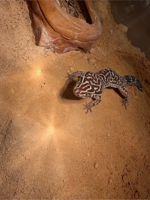 Leopardgecko männchen
