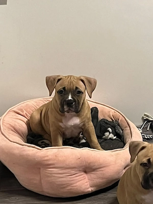 American pocket Bully's 