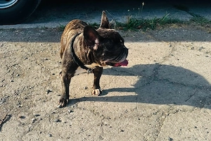 Daisy sucht neues Zuhause