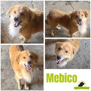 liebevoller Wuschelhund Mebico