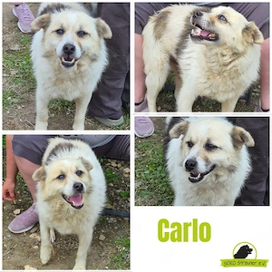 Carlo ist viel zu gut, um noch länger zu warten