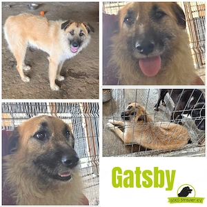 Gatsby braucht ein Zuhause, er ist so ein Kuschelbär