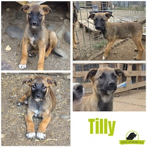 Tilly wäre ein toller Zweithund
