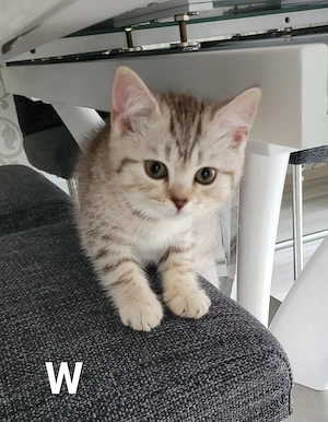 BKH-Kitten abgabebereit in 2 Wochen