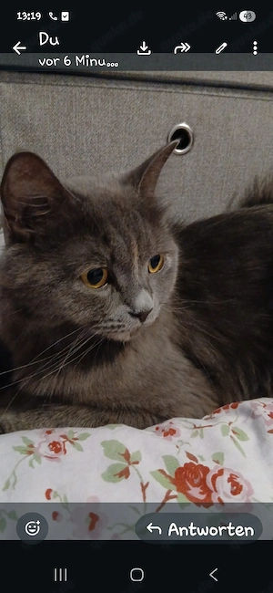 liebevolle katze 