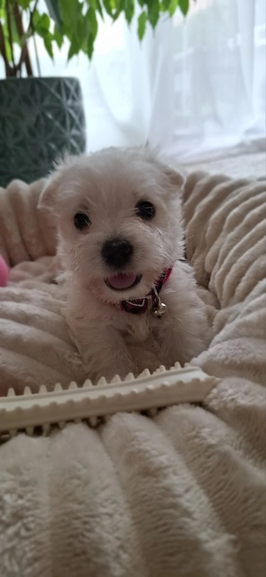 Bildhübsche Westie Welpen,West Highland White Terrier Welpen 