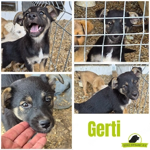 Gerti könnte deine treue Begleiterin werden