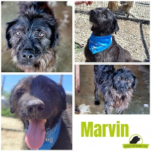 das ist Marvin, ein freundlicher Bub