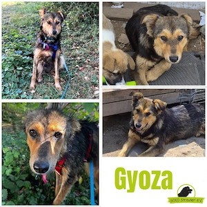 Gyoza  hofft so sehr gesehen zu werden