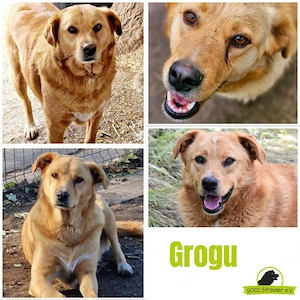 Grogu - warum sieht ihn keiner?