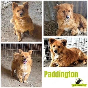Paddington- kleiner Teddy sucht sein Glück