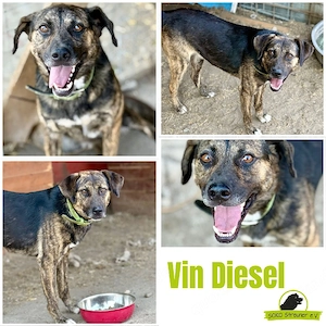 Hier ist Vin Diesel, der Hund   