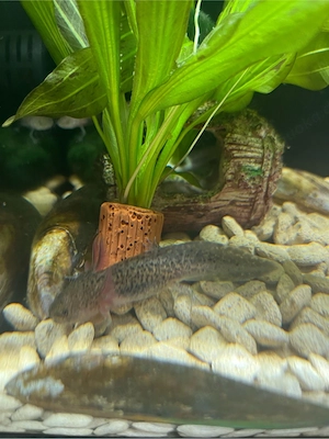 2 Axolotl Monsterchen Babys 