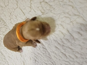 Cockapoo   Cocker Spaniel 