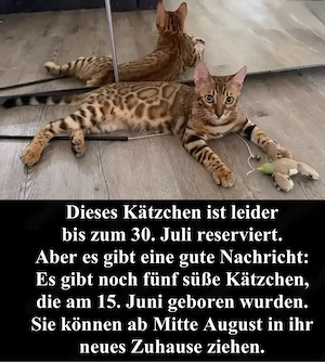 Wunderschönes reinrassiges Bengal-Kätzchen sucht ein liebevolles Zuhause.