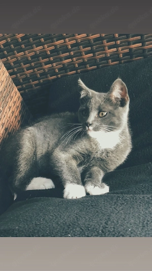 BKH Mix junger Kater