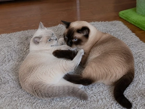 BKH und BKH-Mix Katze Kater