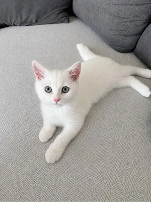 BKH Kitten
