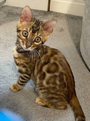 Stunning Bengal cats looking for a loving homes