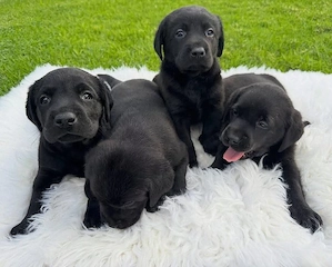 Labrador-Welpen suchen ein neues Zuhause