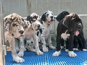 Deutsche Doggenwelpen zur Adoption