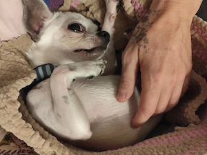 Deckrüde Chihuahua Bild 3