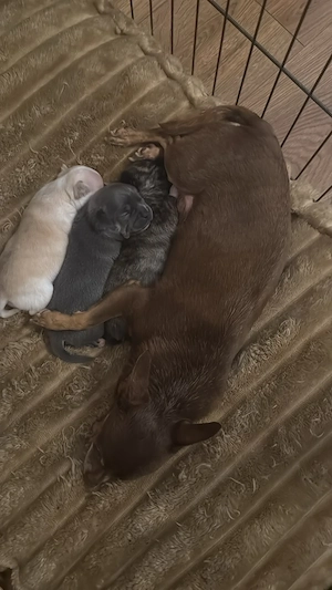 Deckrüde Chihuahua Bild 7