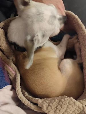 Deckrüde Chihuahua