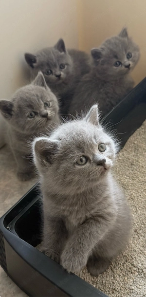 Britisch Kurzhaar Kitten