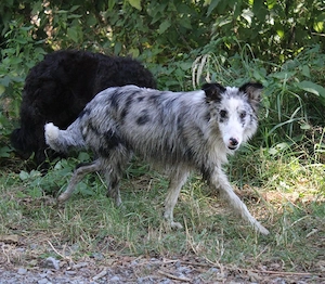 Ängstliche Border Collie Hündin