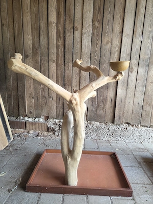 Vogelbaum Freisitz Papageienfreisitz Kaffeeholz 