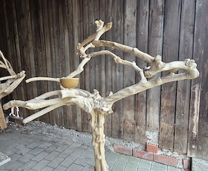 Papageienfreisitz Vogelfreisiz Kaffeeholz Freisitz Vogelbaum 
