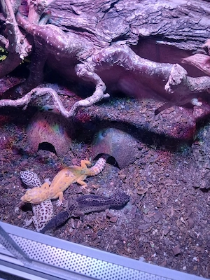 Verkaufe 1.2 Leopardgeckos für 120 Euro .