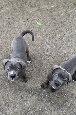 Bezaubernde cane corso