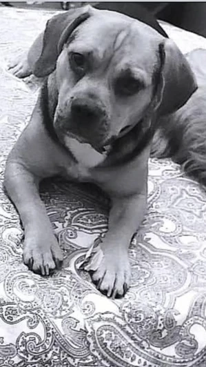 Hündin, Beagle Mix Hündin, 2 Jahre 7 Monate 
