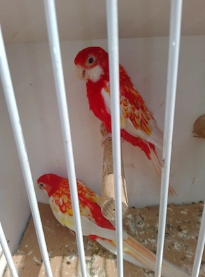 Sittiche Zuchtpaar Rosella