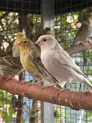 Junge Kanarienvögel Kanarien Achat Opal Gelb Mosaik & Achat Gelb Mosaik Kanarien