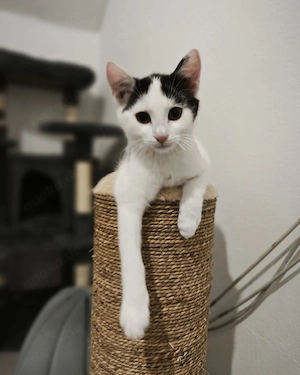junge Kater  Bild 3