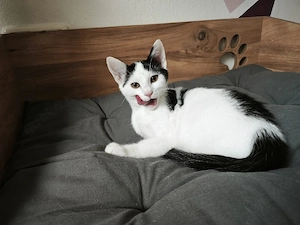 junge Kater  Bild 2