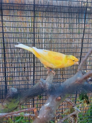 Kanarienvogel mit Haube (orange)