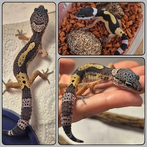 MS BN cross het. Eclipse Blizzard  Leopardgecko 