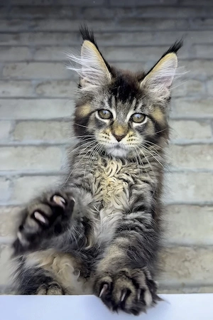 Ein süßes, 3 Monate altes Maine-Coon-Kätzchen sucht ein liebevolles Zuhause für immer.   