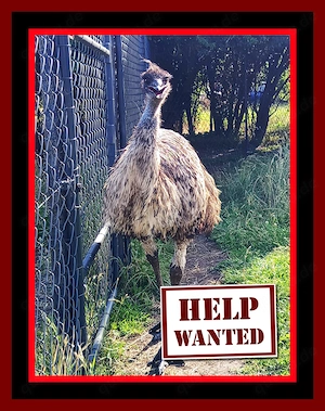 Emu Paul sucht dringend ein neues Zuhause 